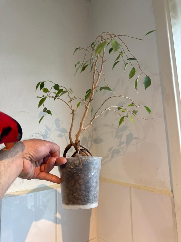 Kleine Ficus Benjamina in pot - Hydrocultuur plant, Huis en Inrichting, Ophalen, Ficus, Halfschaduw, In pot