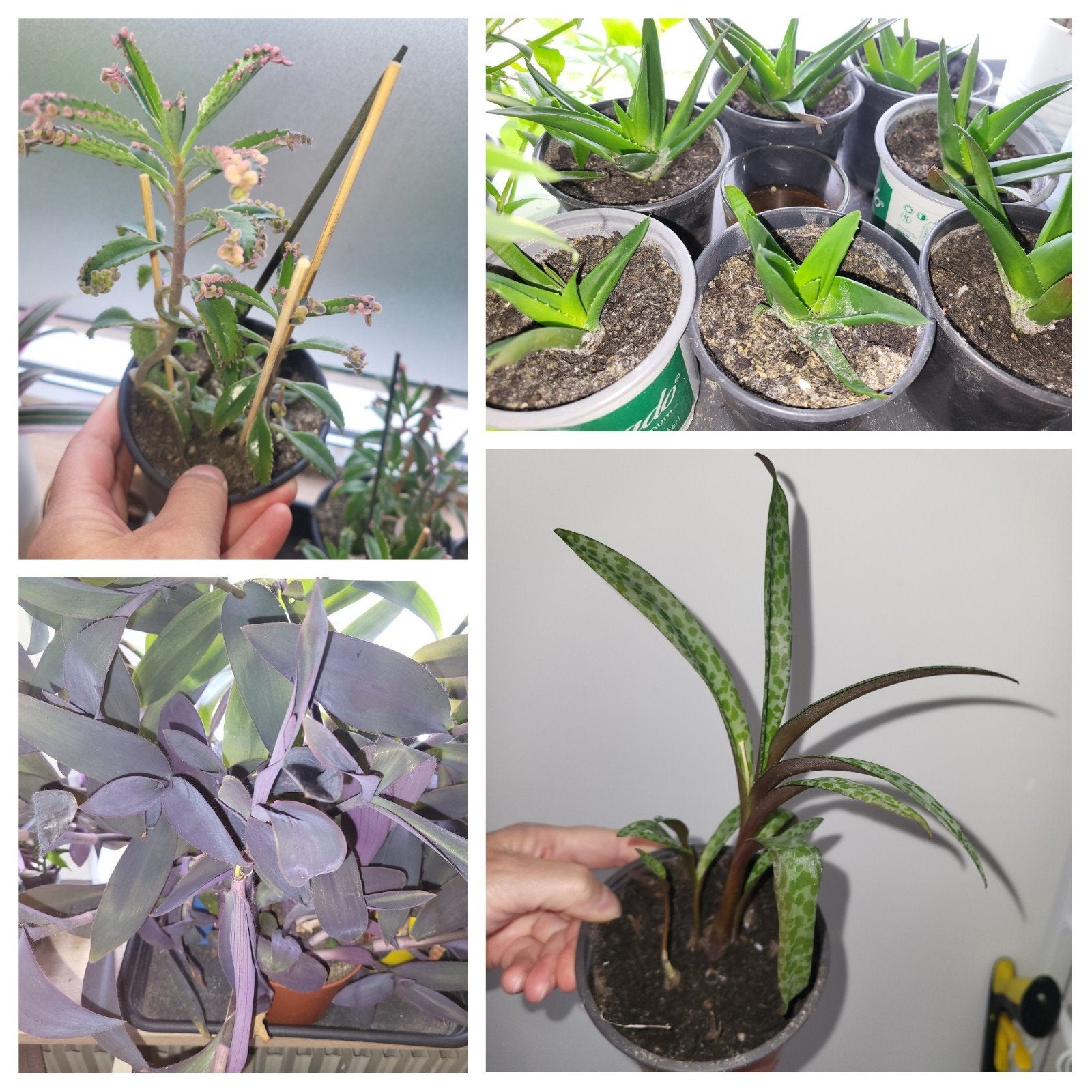 diverse plantjes stekjes, Ophalen, Overige soorten, Volle zon