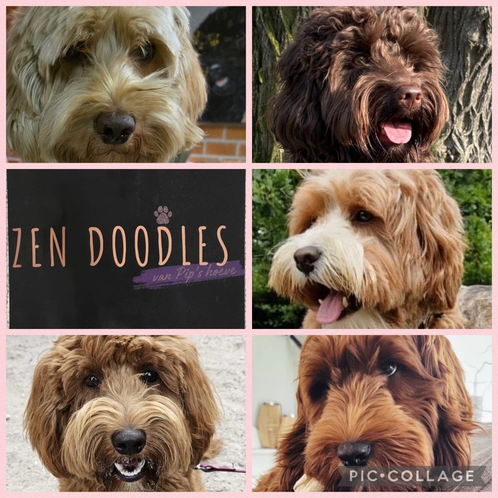 australian labradoodle mini klein medium studs/dekreuen, Dieren en Toebehoren, Nederland, Reu, Parvo, Meerdere