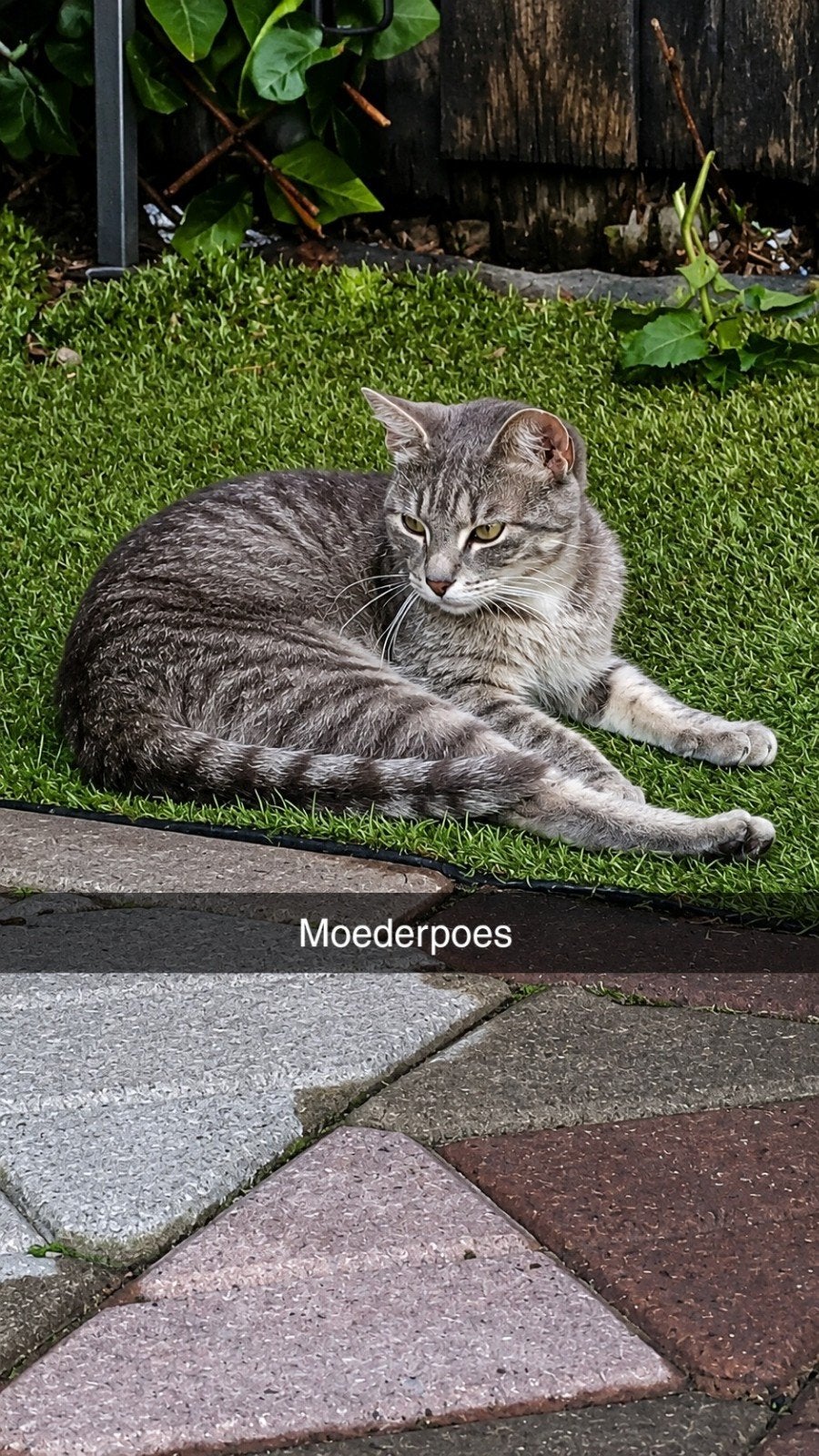 Kitten, Dieren en Toebehoren, Katten en Kittens | Overige Katten, Meerdere dieren