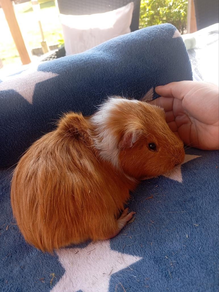 6 cavias, Dieren en Toebehoren, Knaagdieren, November, Mannelijk, Cavia