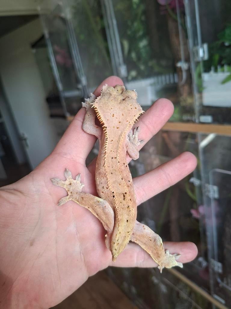 Red spot wimpergekko 1.0, Hagedis, 0 tot 2 jaar