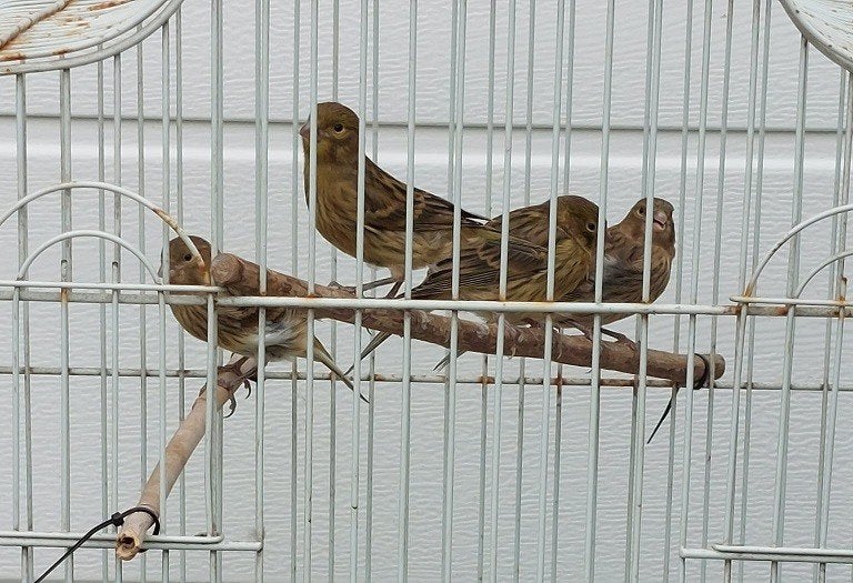 bonte  kanarie´s van dit jaar, Meerdere dieren, Kleurkanarie