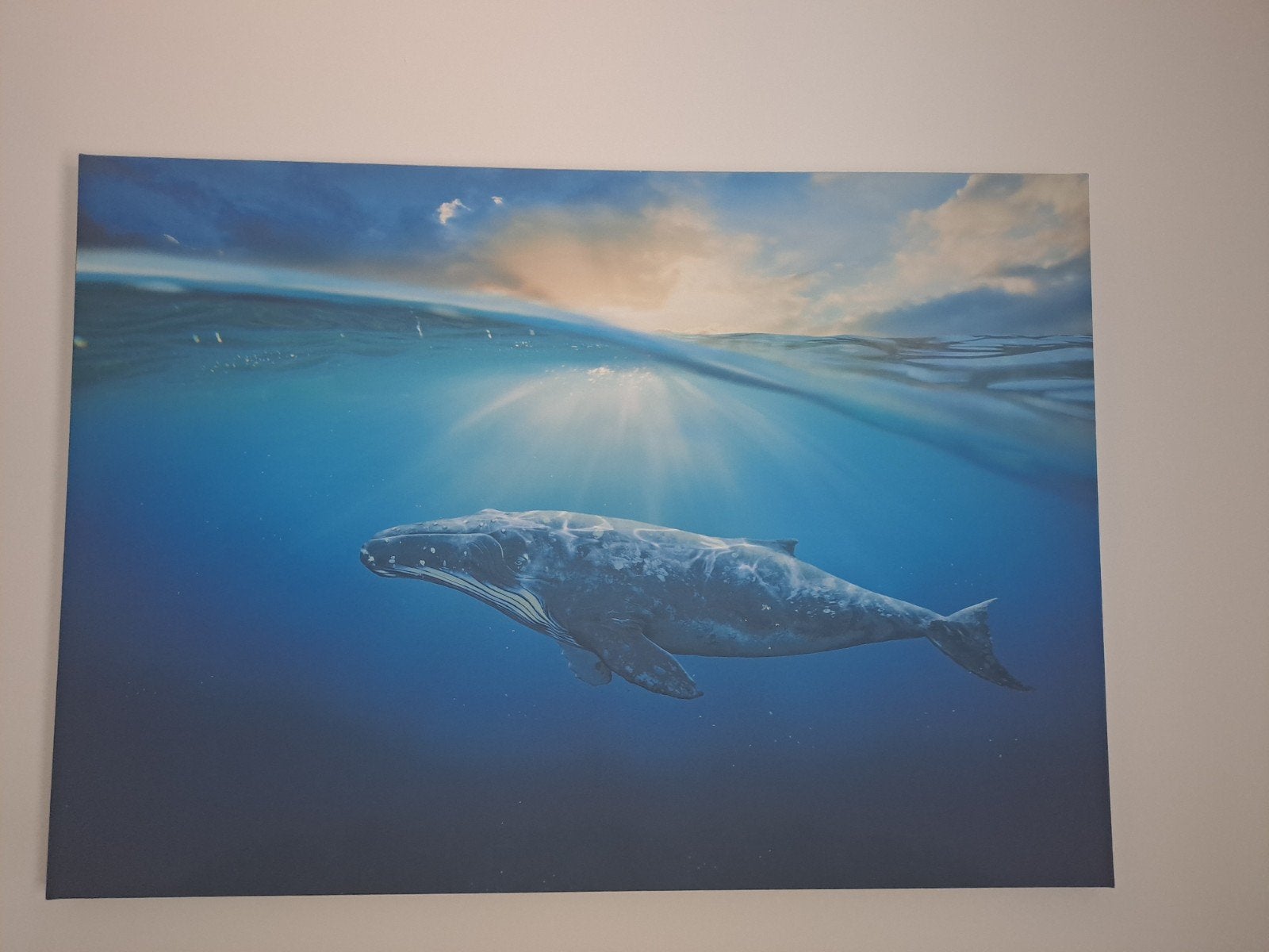 Prachtige walvis onder water canvas print GRATIS, Ophalen, 50 – 75, 75 tot 100 cm, Print