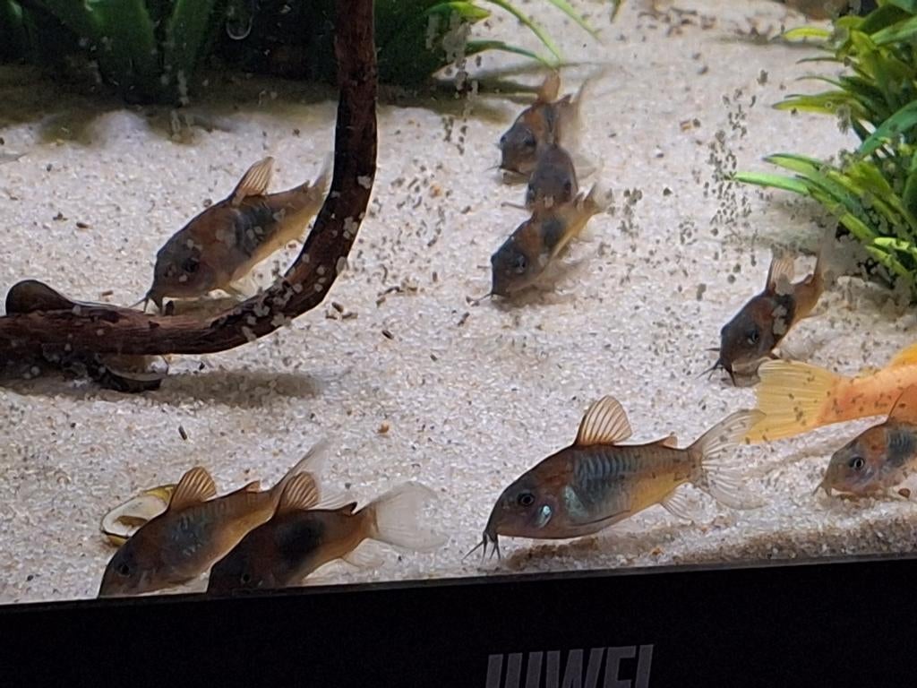Corydoras Venezuela Orange 16 stuks, Dieren en Toebehoren, Vissen | Aquariumvissen