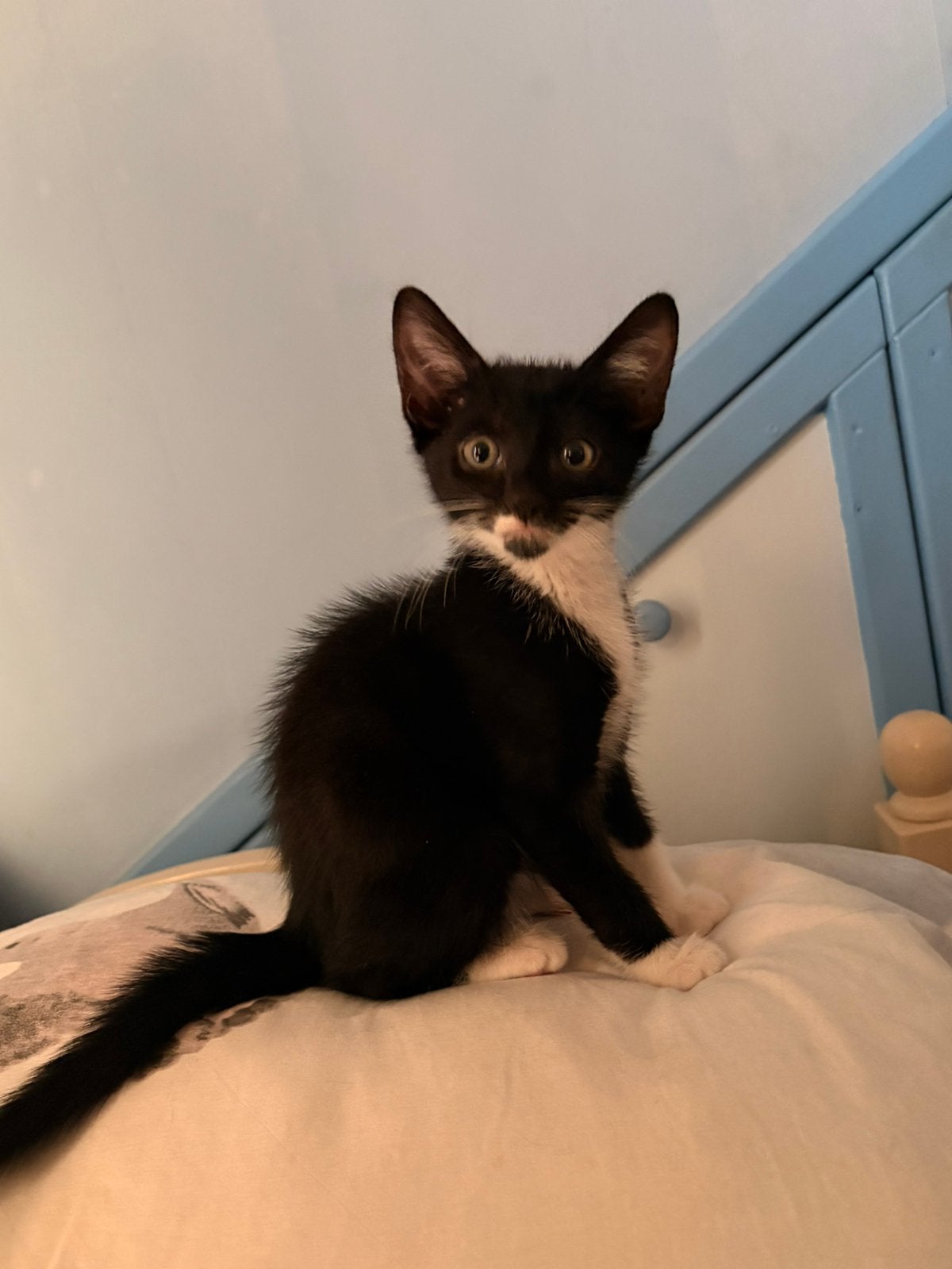 Lieve kitten te koop, Dieren en Toebehoren, Kater, Kortharig, 0 tot 2 jaar