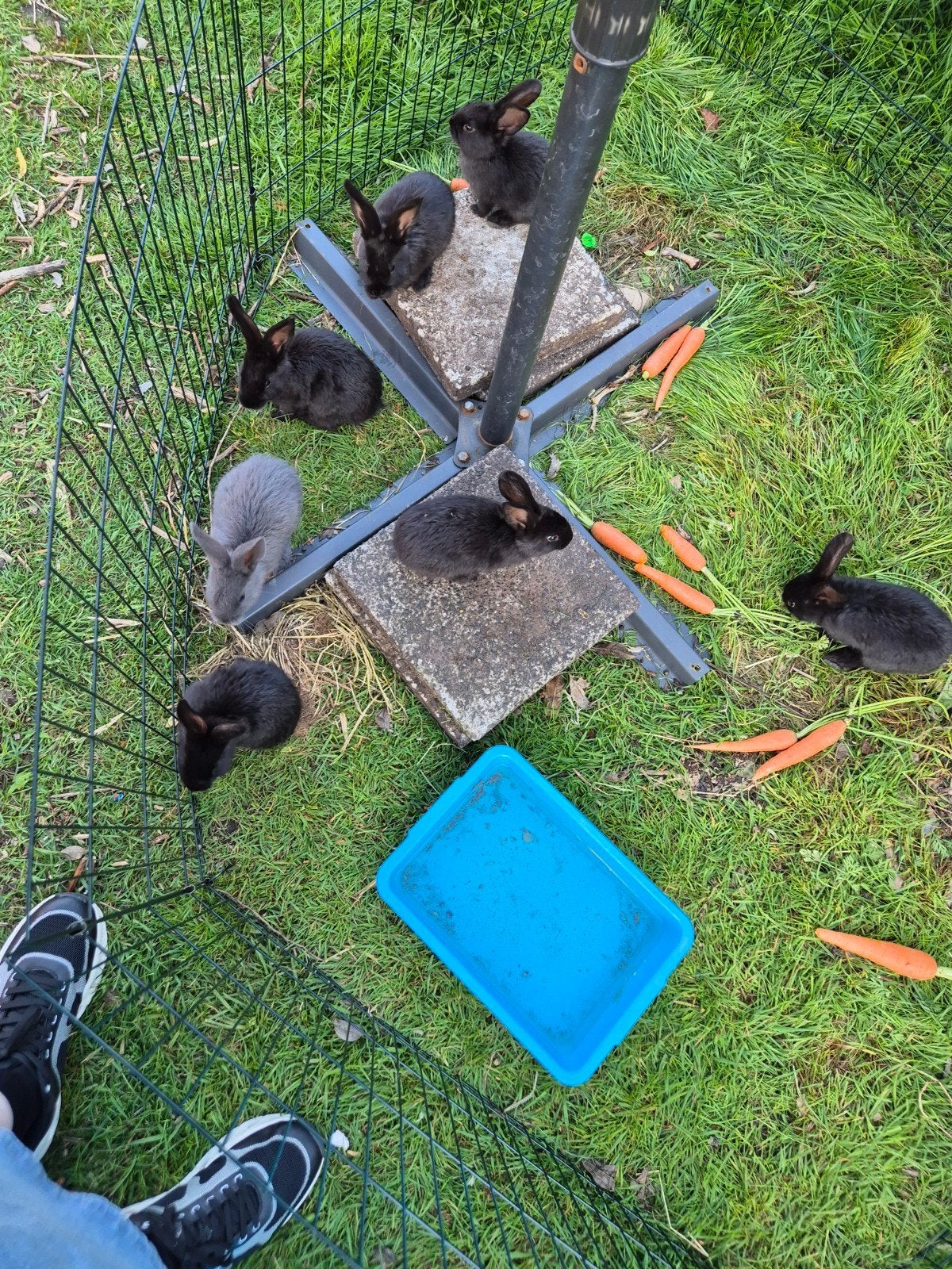Vlaamse reus (Reusjes) konijn (konijntjes), Dieren en Toebehoren, Meerdere dieren, Groot, 0 tot 2 jaar