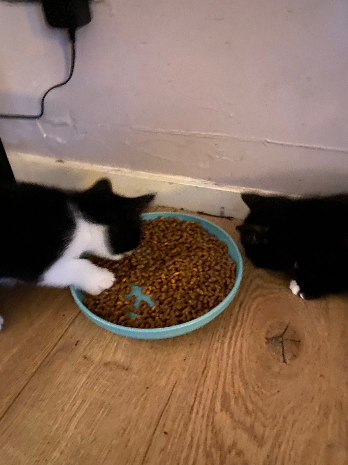Kittens x britse korthaar, Dieren en Toebehoren, Meerdere dieren