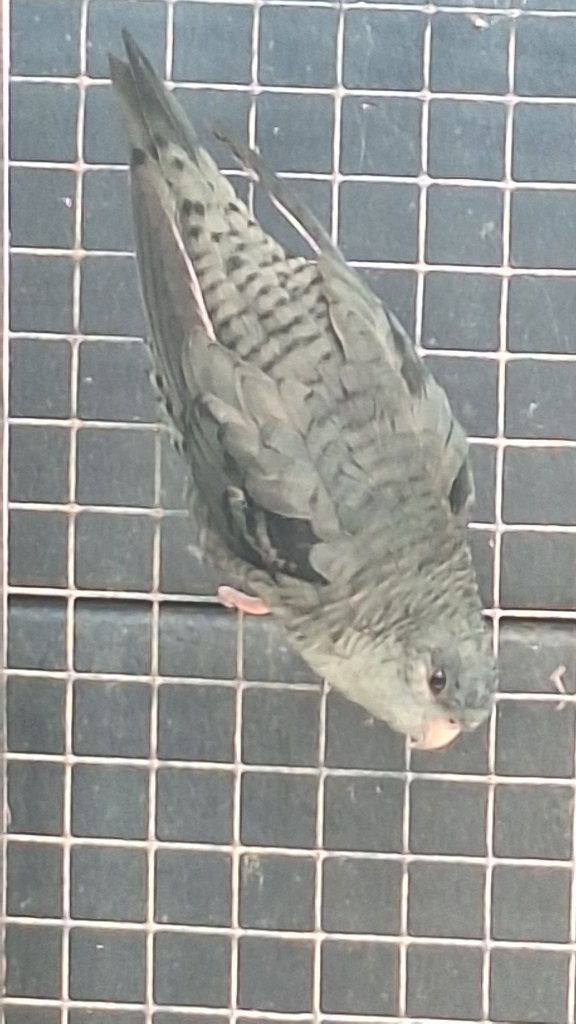 Te koop 2 catharina mannen 2026, de laatste..., Dieren en Toebehoren, Vogels | Parkieten en Papegaaien, Mannelijk, Parkiet, Geringd