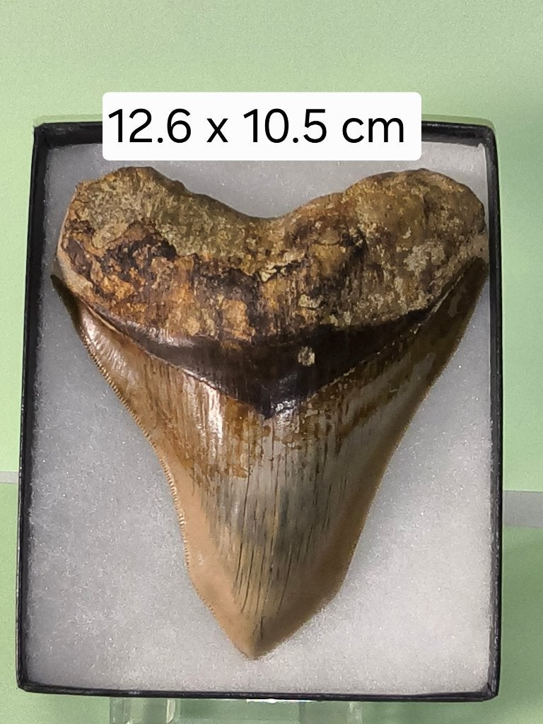 Megalodon ( Pathologisch ), Ophalen of Verzenden, Fossiel