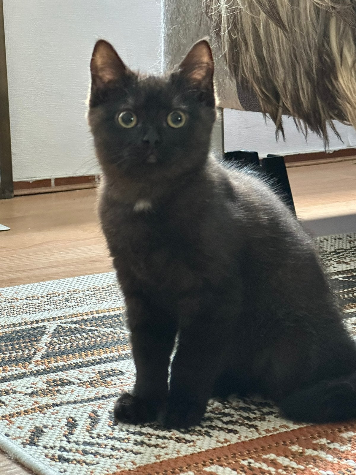 Britse korthaar x heilige birmaan kater, Kater, Gechipt