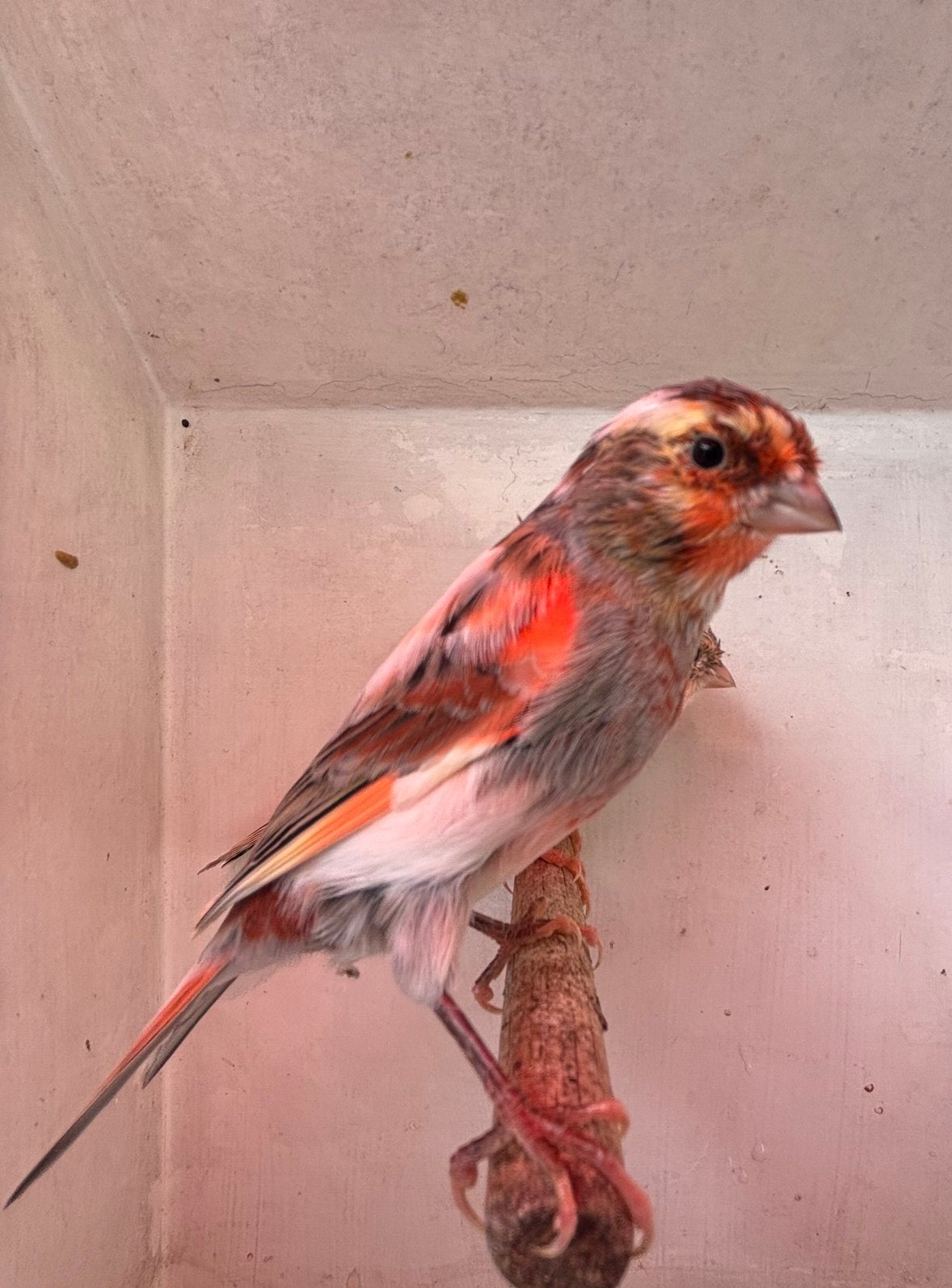 Harlekijn Kanarie, Geslacht onbekend, Kleurkanarie