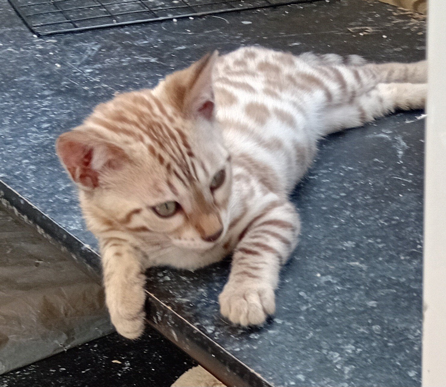 bengalen, Poes, Ontwormd