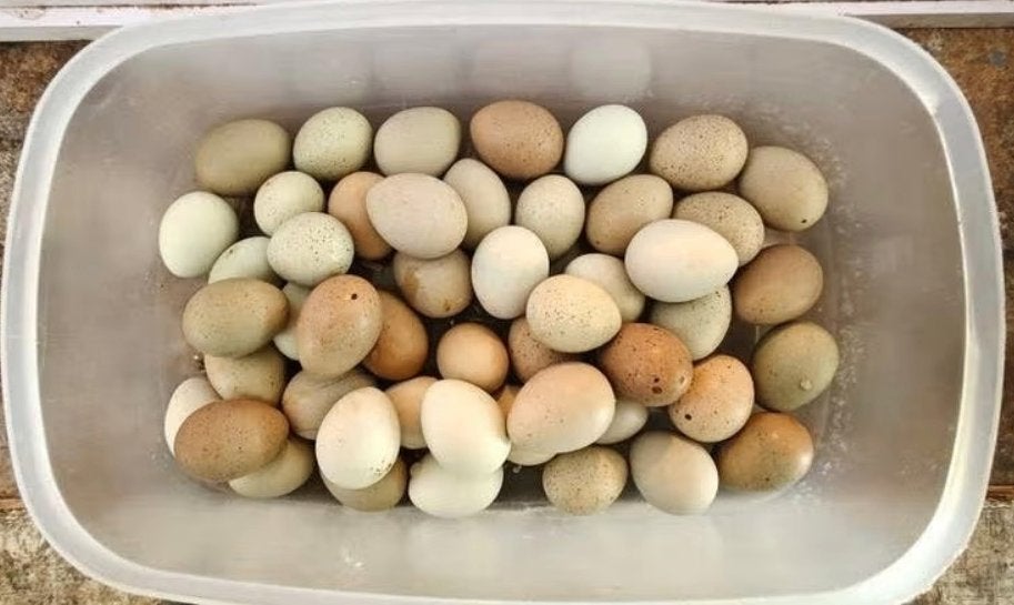 Broedeieren Chinese dwerg kwartels, Dieren en Toebehoren, Pluimvee, Geslacht onbekend, Overige soorten