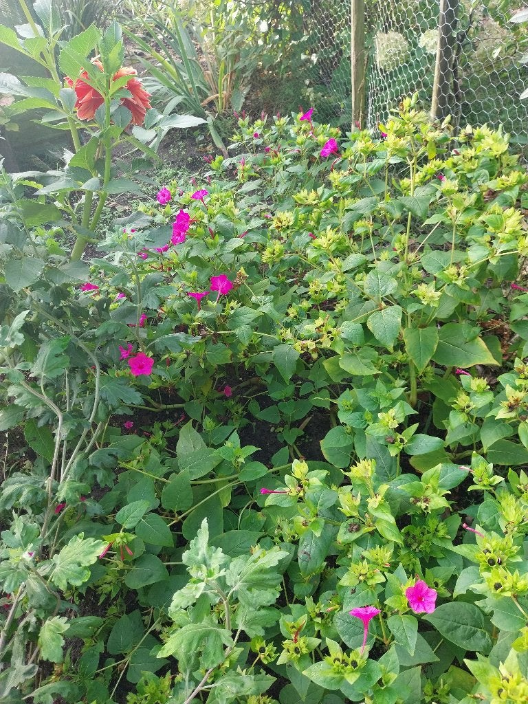 Mirabilis Jalapa, Volle zon, Vaste plant, Zomer, Ophalen