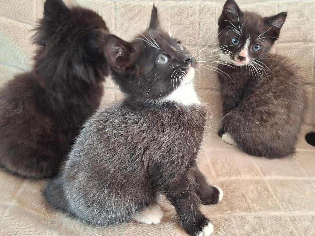 4 Leuke (half)langharige speelse kittens, Meerdere dieren, Langharig, 0 tot 2 jaar