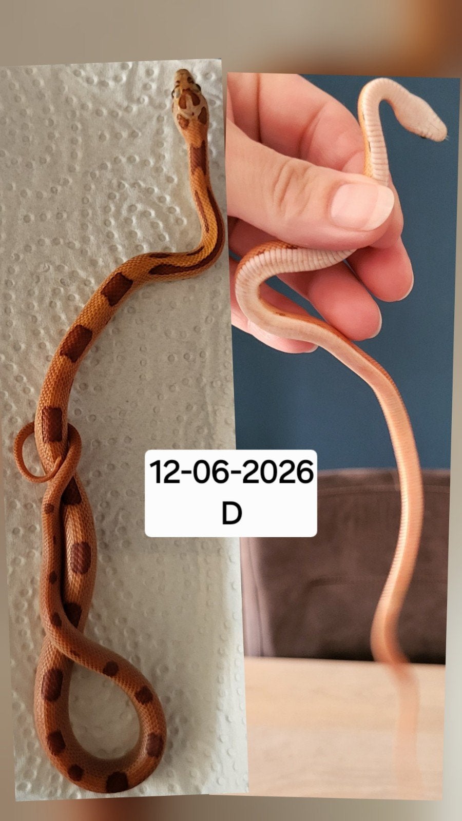 Jonge rattenslangen/korenslangen Corn Snake photo 3