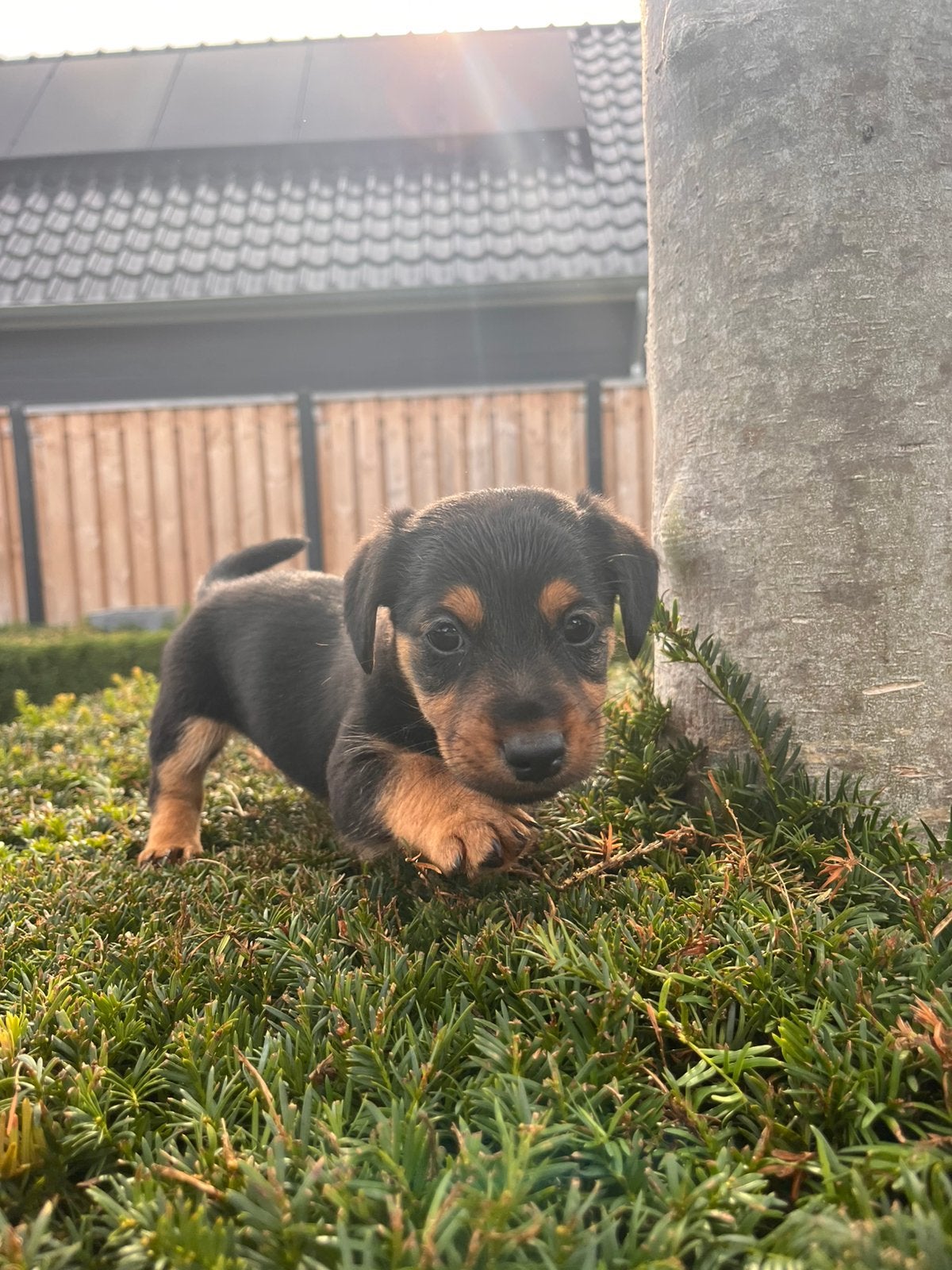 Foto 10 van Super mooie jack russel jackrussell pups
