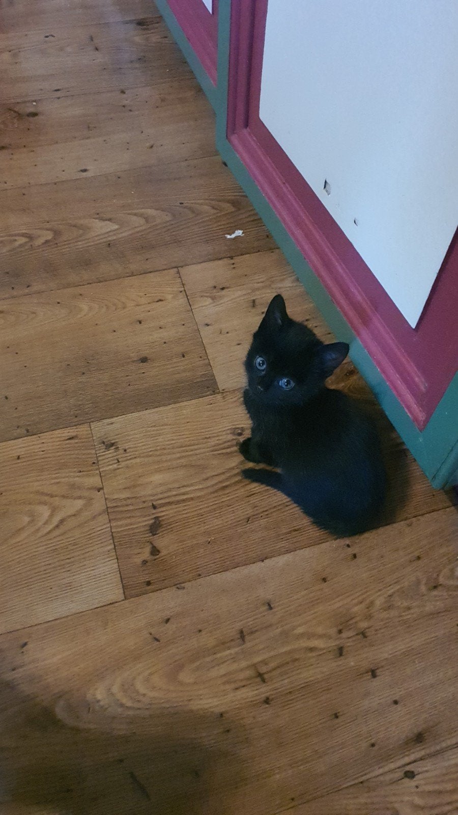 1 zwart schattig poesje💝+ 1 zwartwit katertje ‍💙voor jou❓️, Meerdere dieren