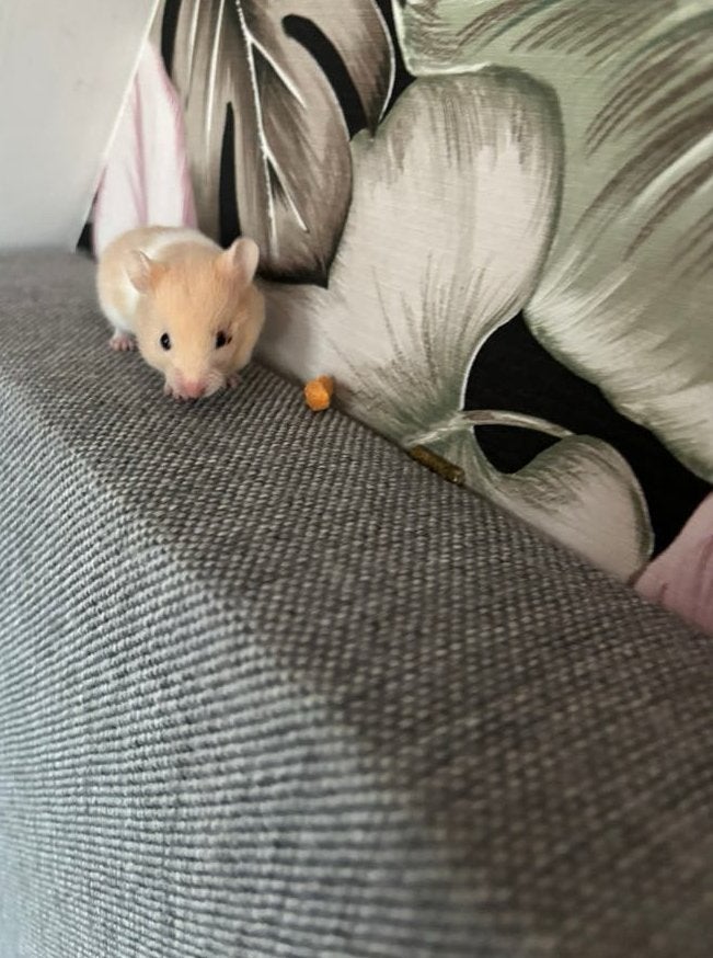 Hamster, Dieren en Toebehoren, Knaagdieren, Hamster, Juni, Vrouwelijk, Tam
