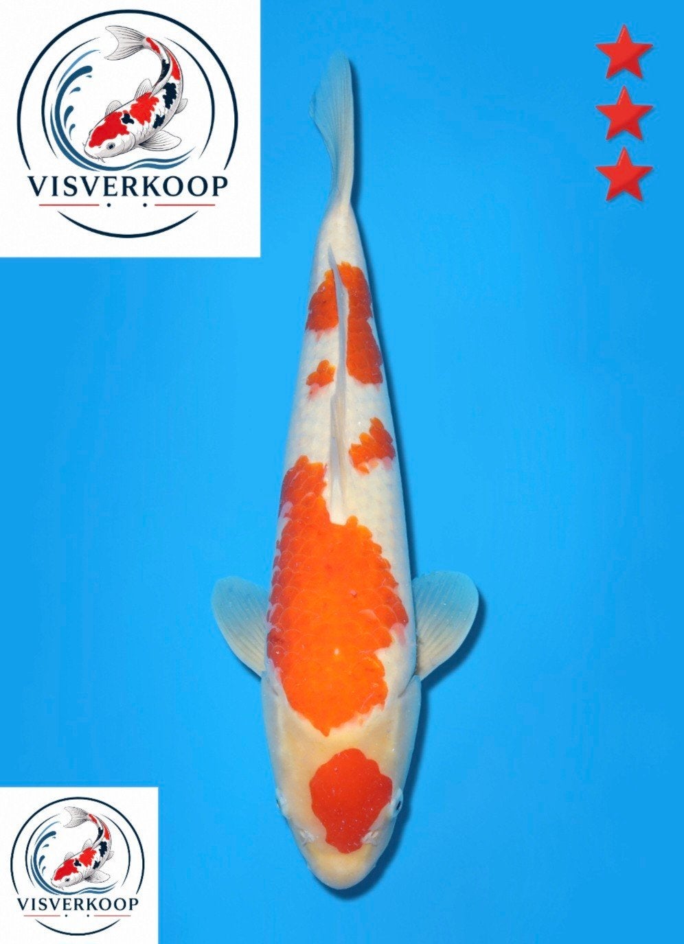 Koi Kohaku., Karper of Koi