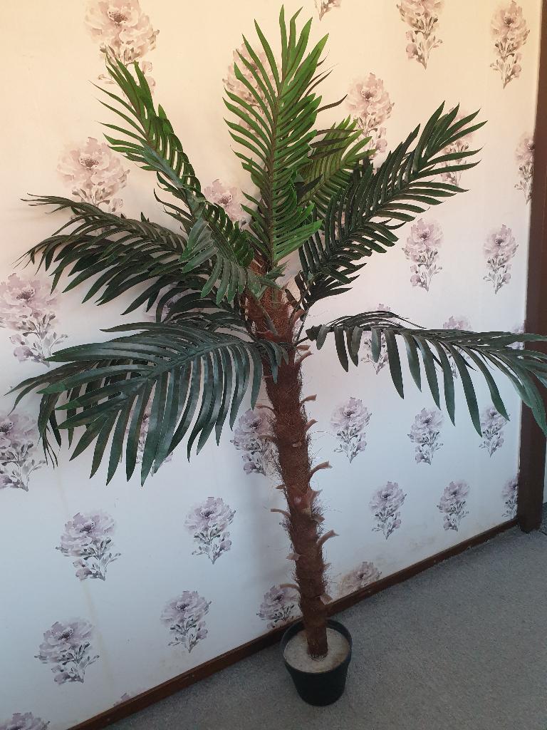 Cycas Palm, Tuin en Terras, Planten | Tuinplanten, Ophalen of Verzenden, Bloeit niet, Overige soorten, Volle zon