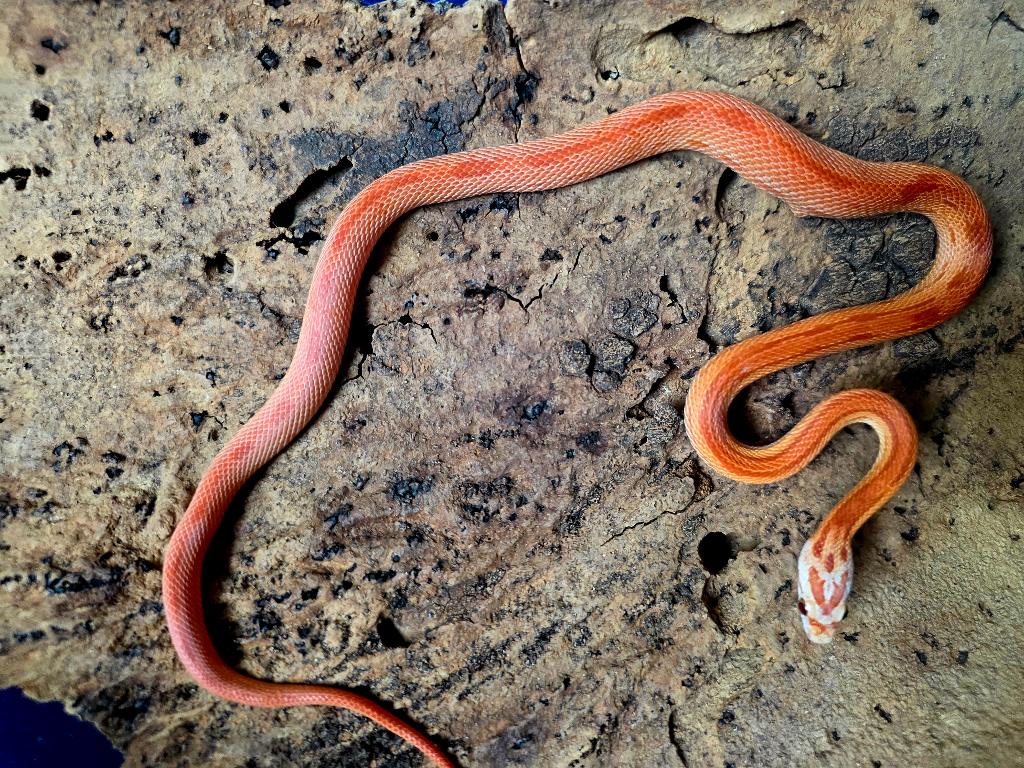Pantherophis gutattus Rat Snake - unknown for sale from Nijenhuis