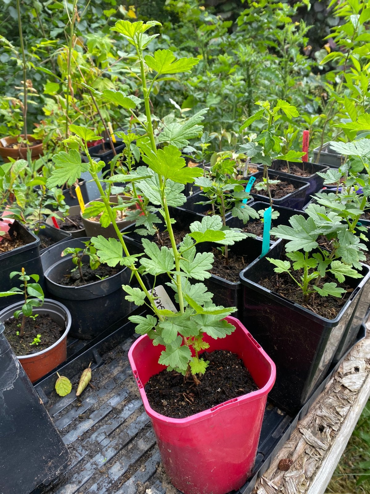Worcesterbes (ribes divaricatum), Tuin en Terras, Ophalen, Minder dan 100 cm, Lente, Volle zon