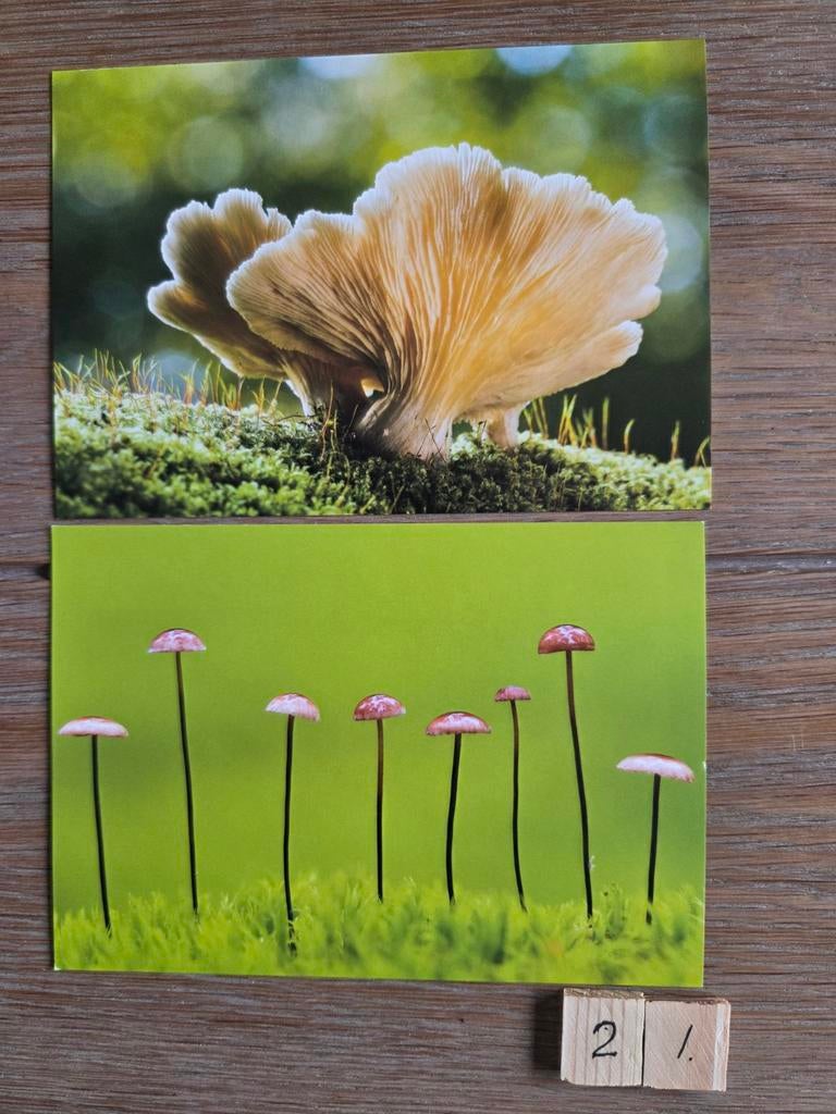 PADDESTOELEN 21, Ophalen