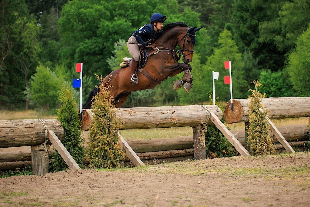 Stoere allround ruin, Springpaard, Met stamboom, Ruin, M