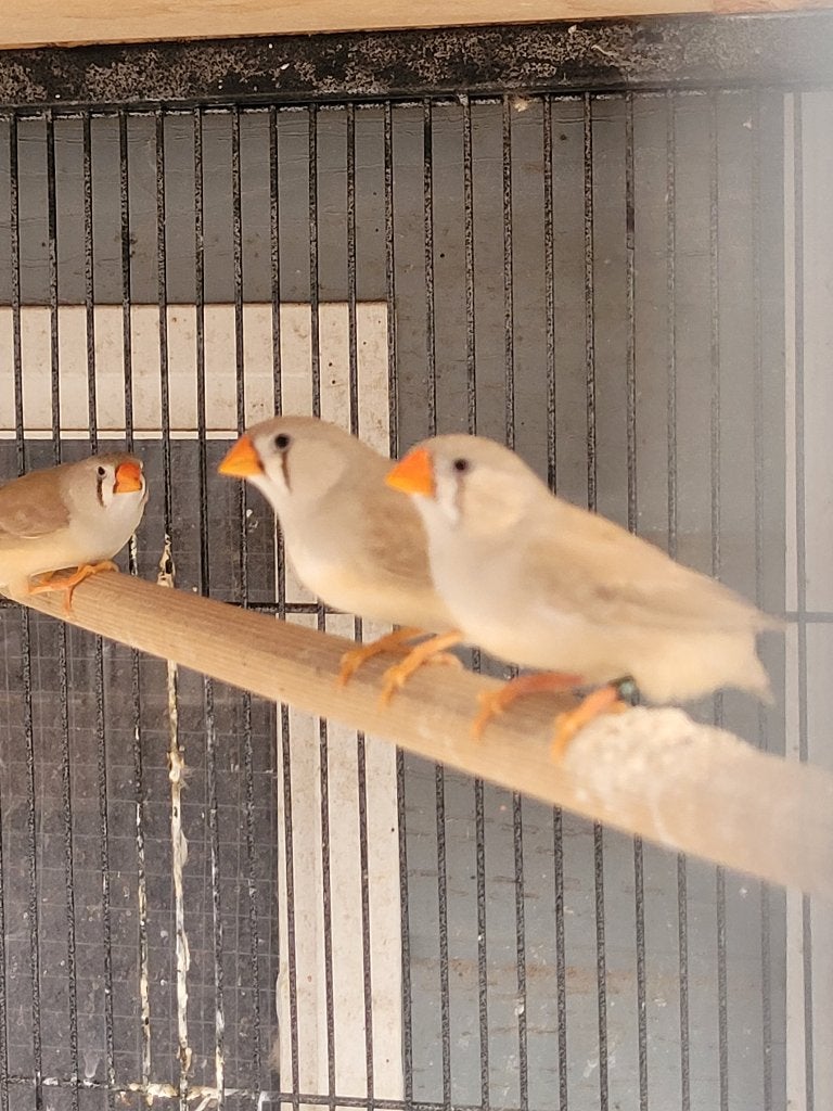 Zebravink, Dieren en Toebehoren, Vogels | Overige Vogels, Meerdere dieren, Tropenvogel, Geringd