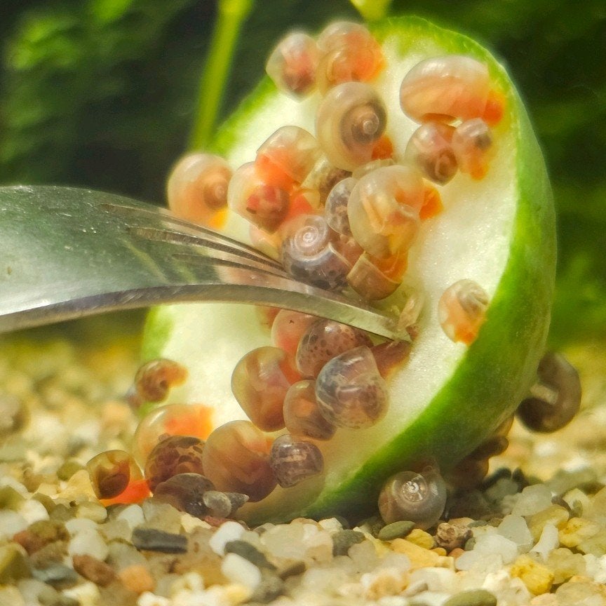 Posthoornslakken, aquarium slakken, Slak of Weekdier, Zoetwatervis