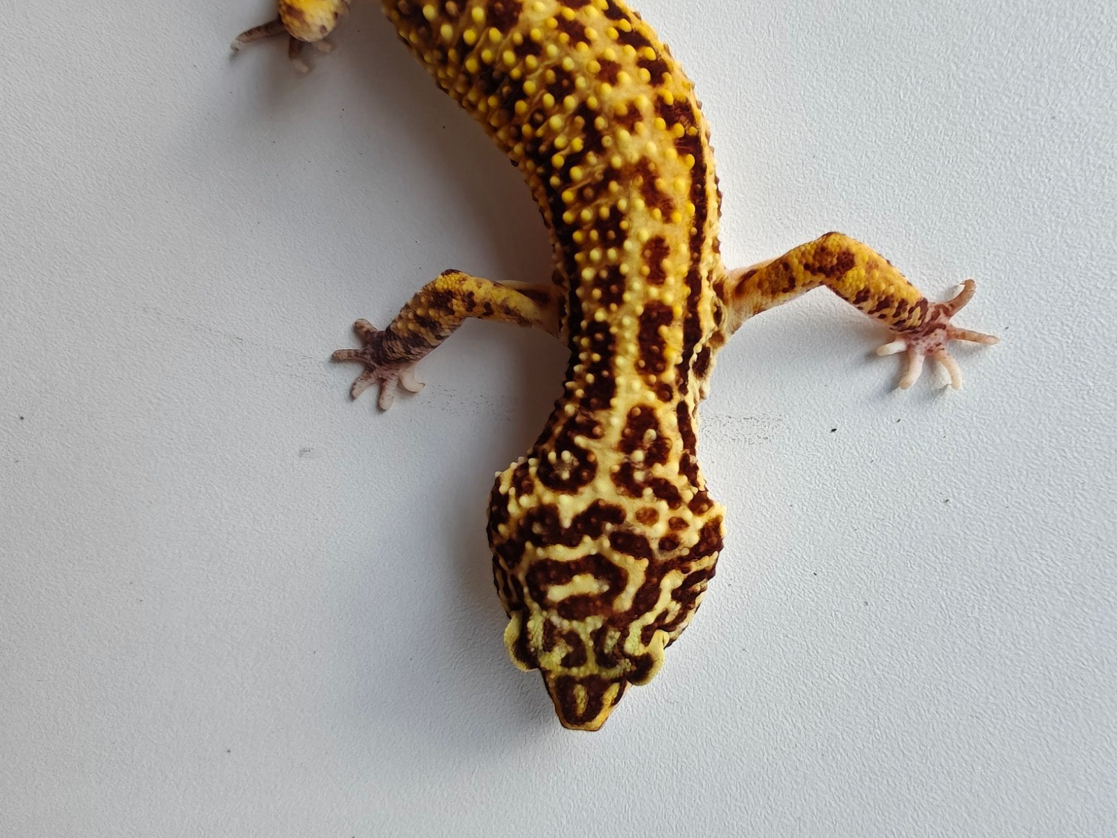 Mooie goudgele luipaardgekko te koop Leopard Gecko - unknown for sale from Julia Van der leur