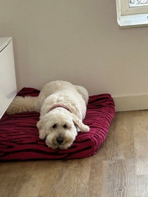 Oppas gezocht voor hond (Labradoodle), Pension of Dagopvang