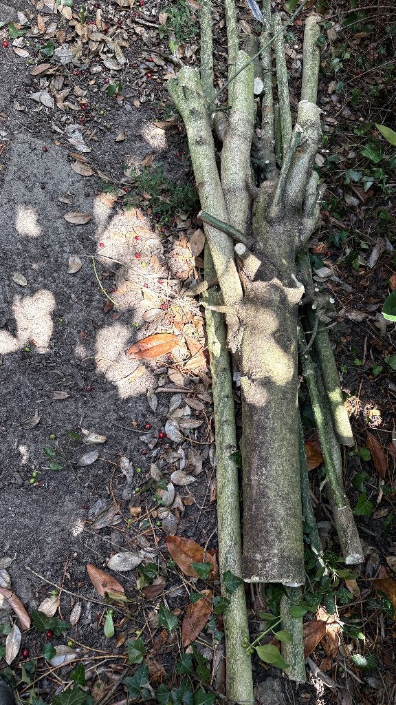 GRATIS haardhout, dikke boomtakken, Minder dan 3 m³, Ophalen, Overige houtsoorten, Takken