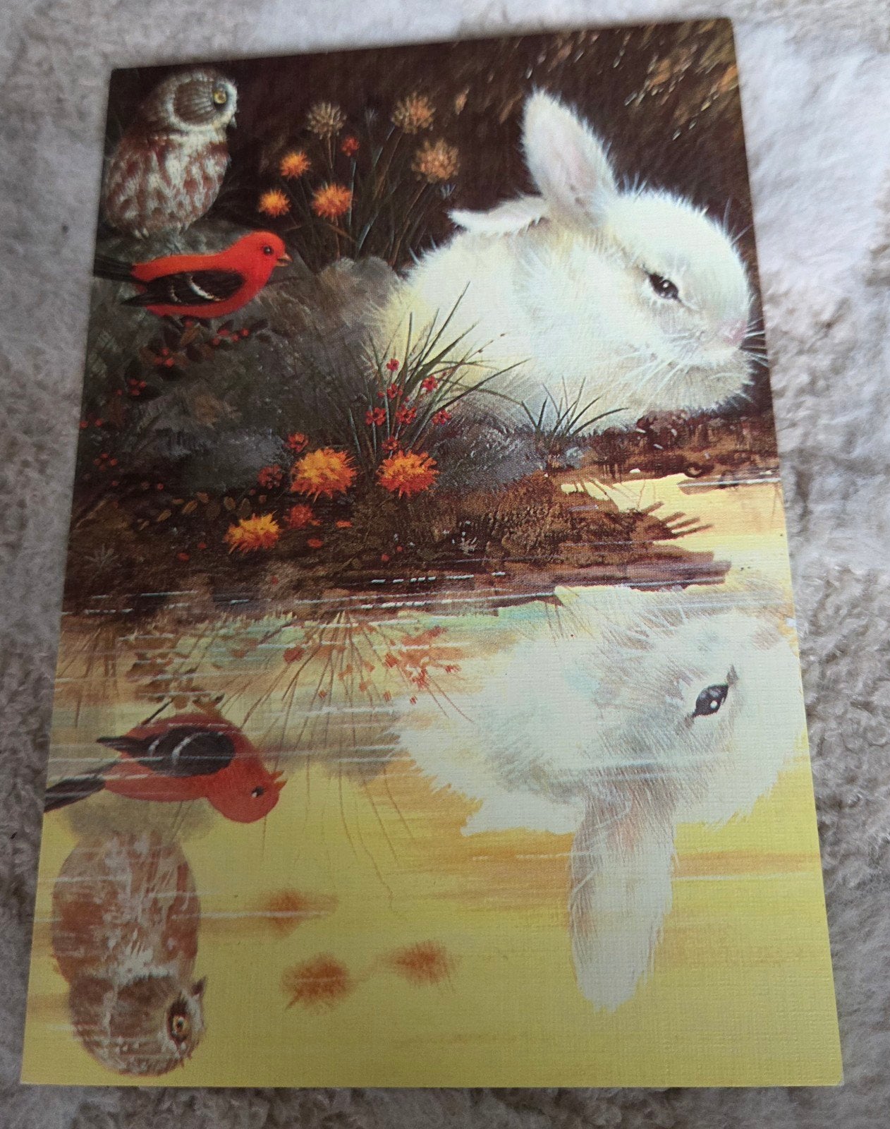 Ansichtkaart Konijn Uil Vogels Spiegeling Water, Verzamelen, Verzenden, 1980 tot heden, Ongelopen, Wild dier