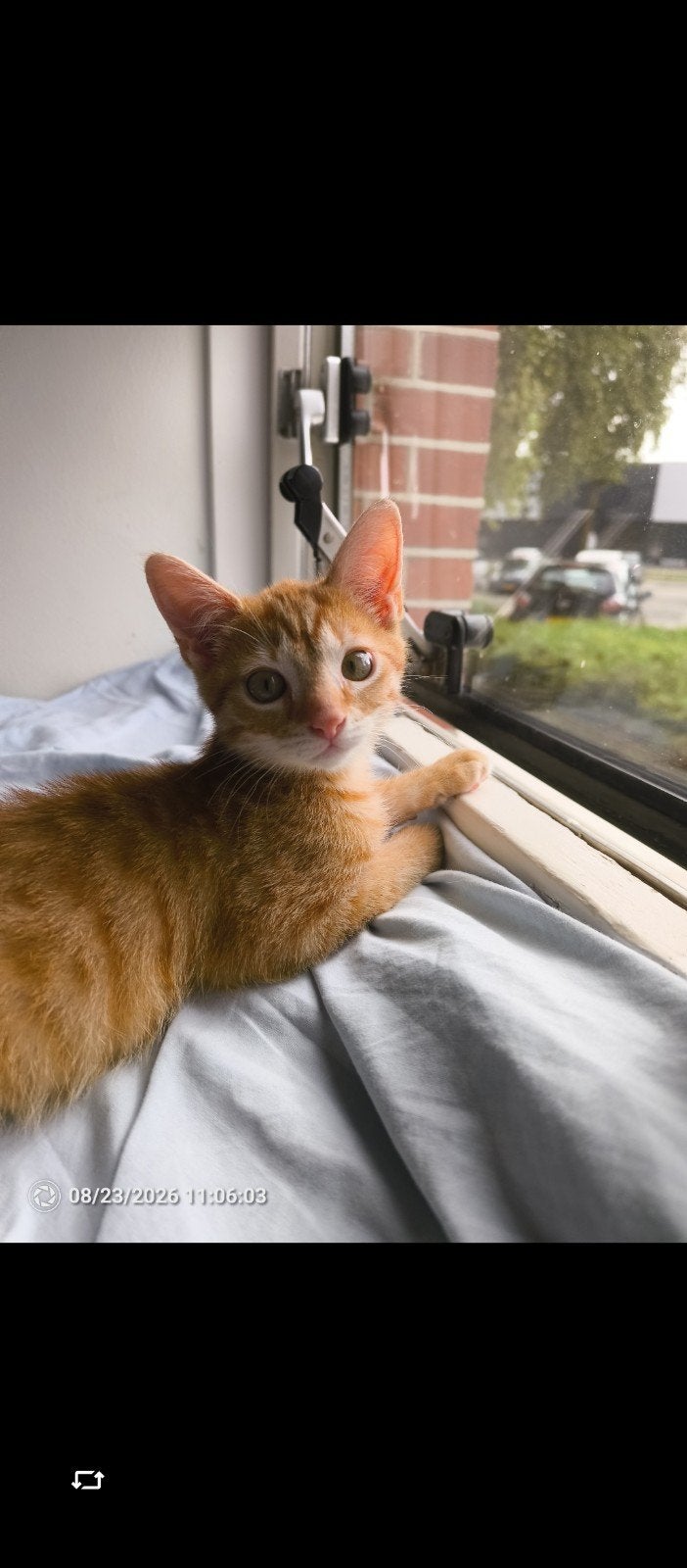 rode kater kitten, Overige soorten