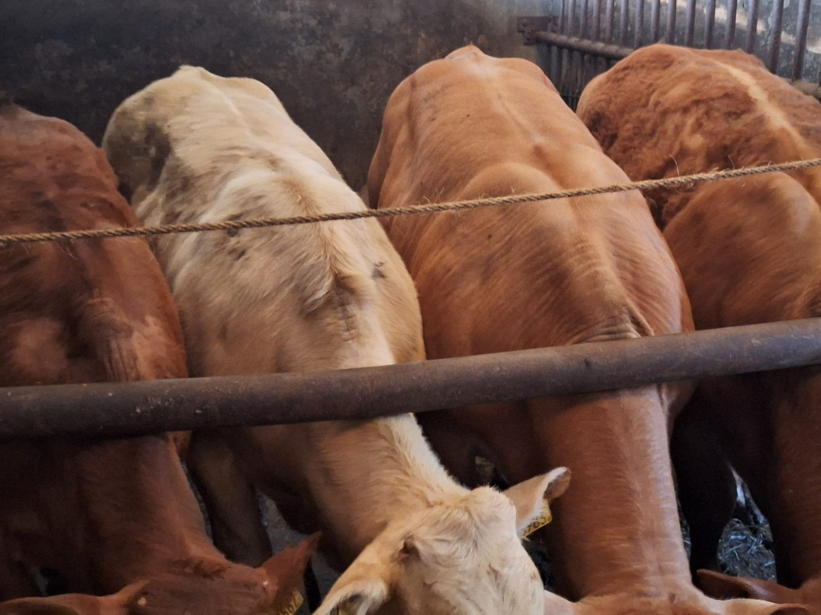 3 blonde + 1 limousine stiertjes, Dieren en Toebehoren, Runderen, Meerdere dieren