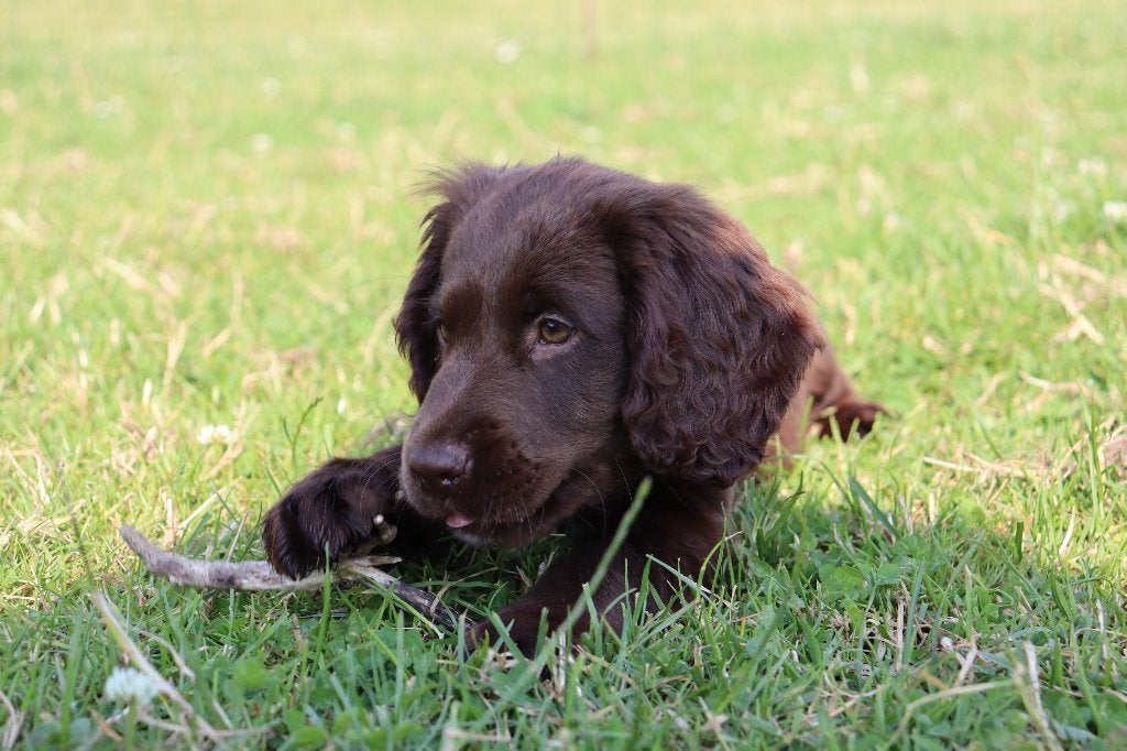 Hele knappe engelse cocker spaniel pup te koop, Parvo, Nederland, Reu, 8 tot 15 weken