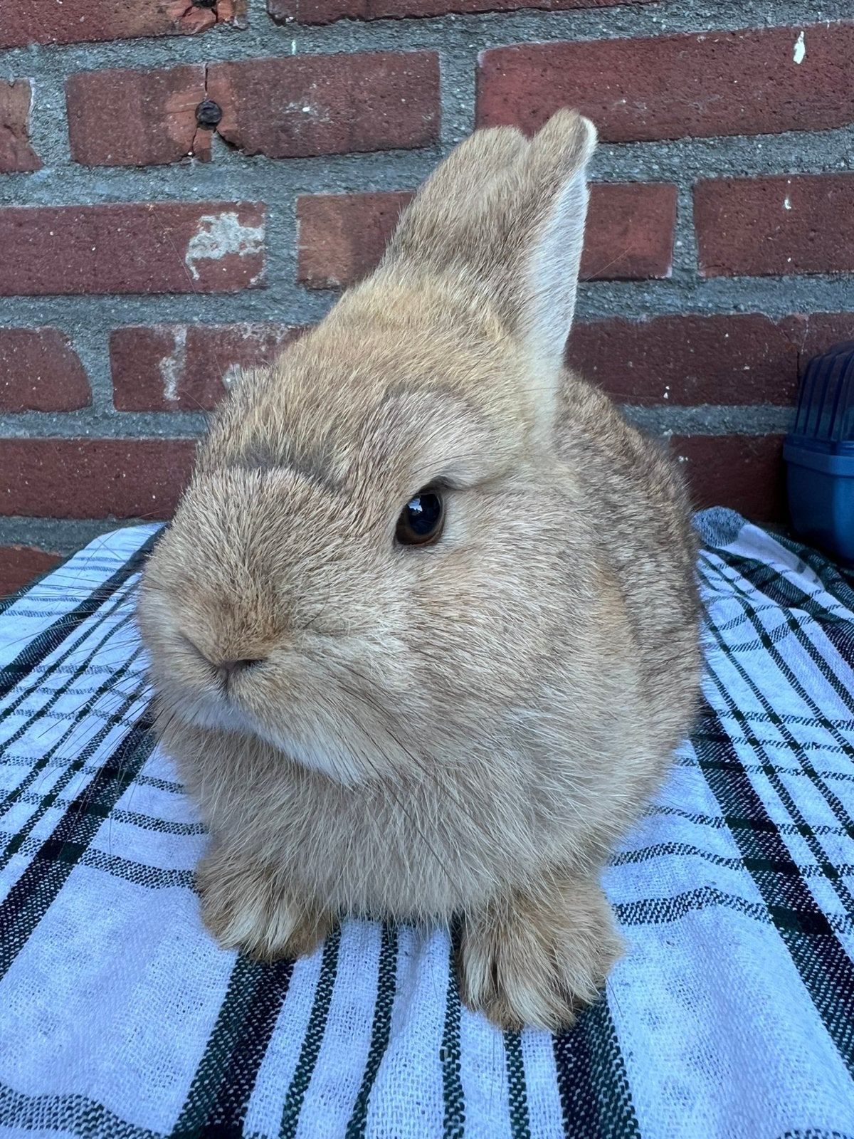Raszuivere kleurdwergjes, Meerdere dieren, Dwerg, 0 tot 2 jaar