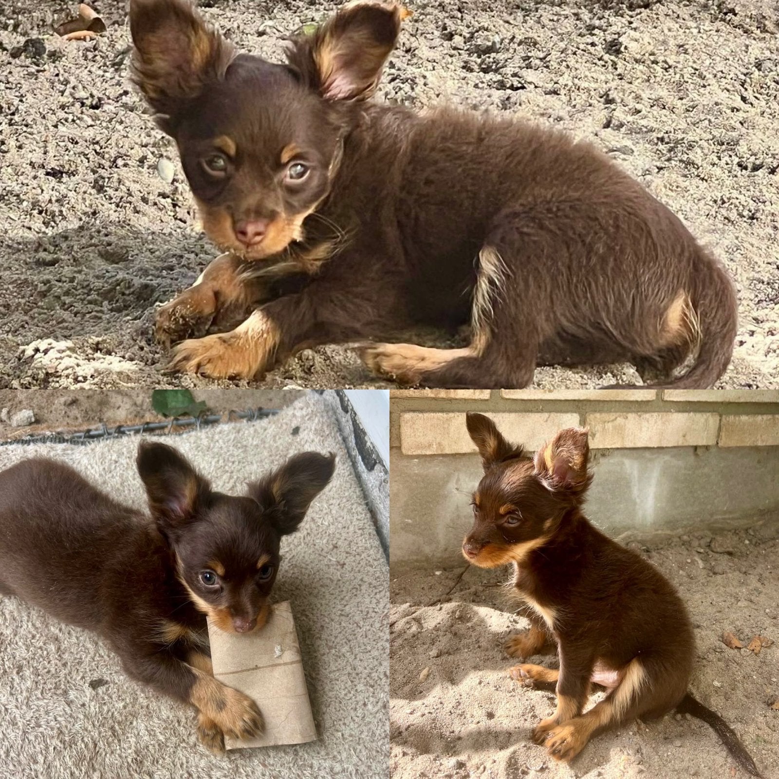 Unieke RusskiyToy pups, Dieren en Toebehoren, Overige rassen, CDV (hondenziekte), 8 tot 15 weken, Meerdere