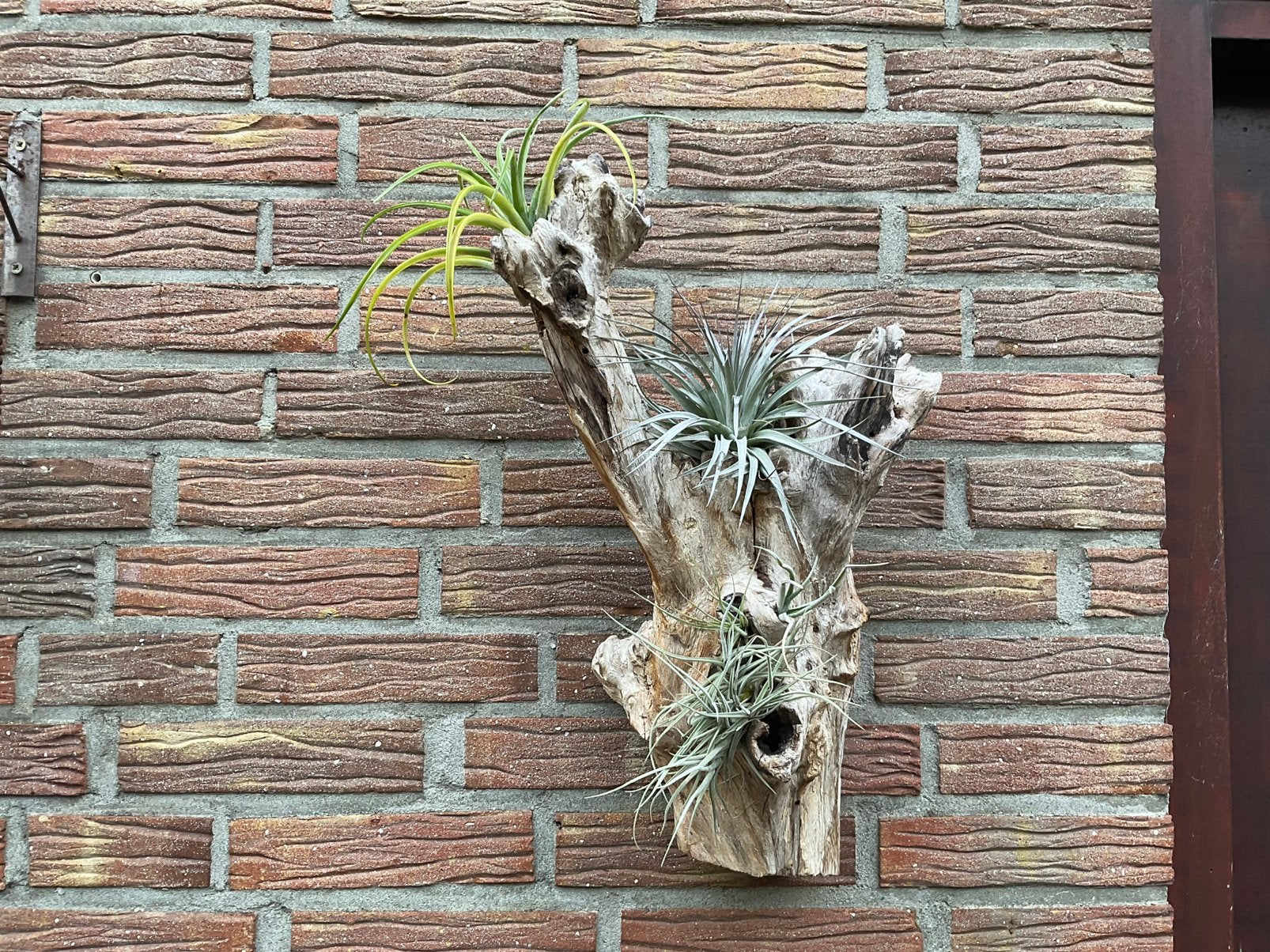 Tillandsia op een stuk hout, Ophalen, Halfschaduw, Minder dan 100 cm