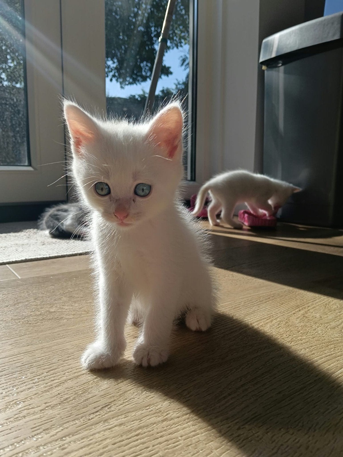 2 witte halve maine coons kittens, Dieren en Toebehoren, Poes, 0 tot 2 jaar