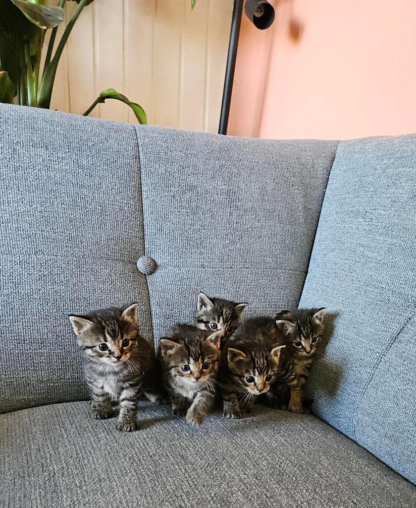 Cyperse kittens, geboren op de boerderij, Dieren en Toebehoren, Meerdere dieren, Ontwormd