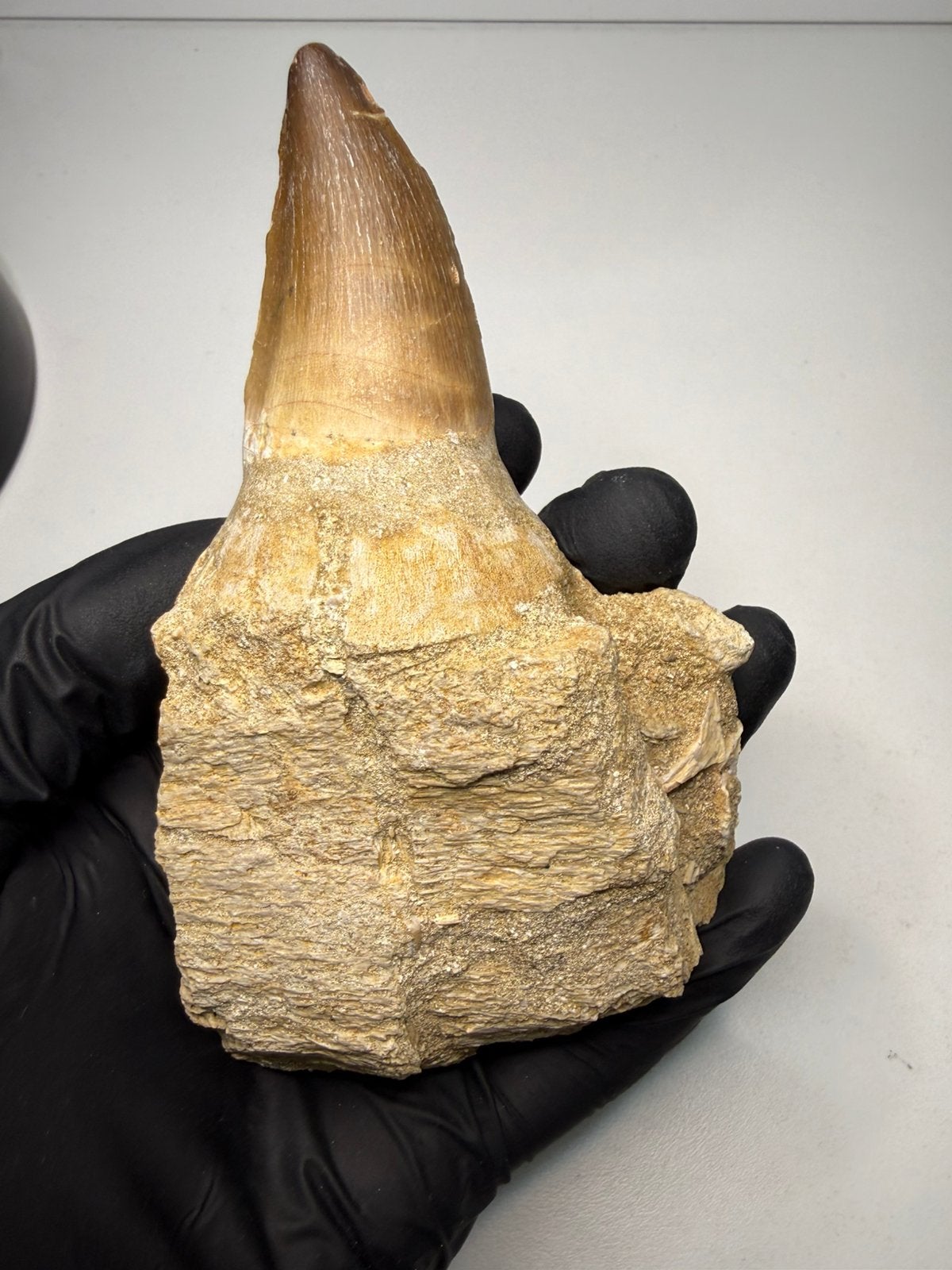 Mooie Mosasaurus kaak fragment met tand - dino fossiel, Ophalen of Verzenden, Fossiel