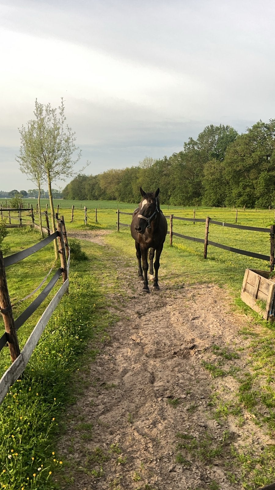 Warmbloed paard merrie, Dieren en Toebehoren, Merrie, L, 11 jaar of ouder, Ontwormd