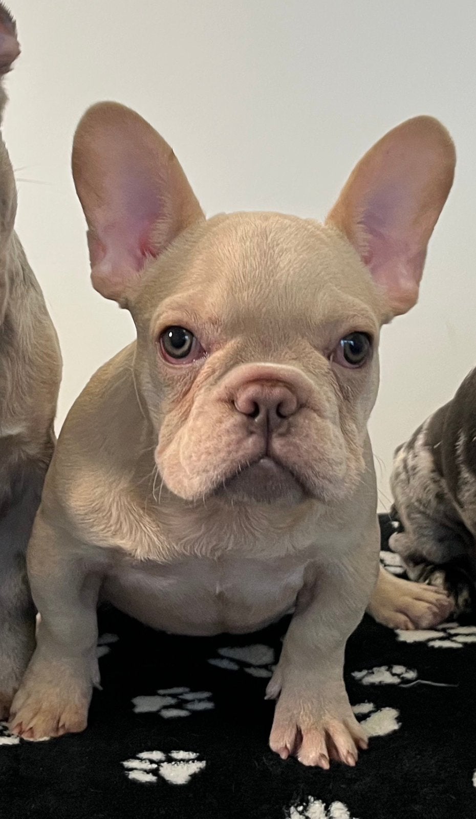 Raszuivere Platinum Light Cream Franse Bulldog pup teefje, 15 weken tot 1 jaar, Buitenland, Bulldog, Meerdere