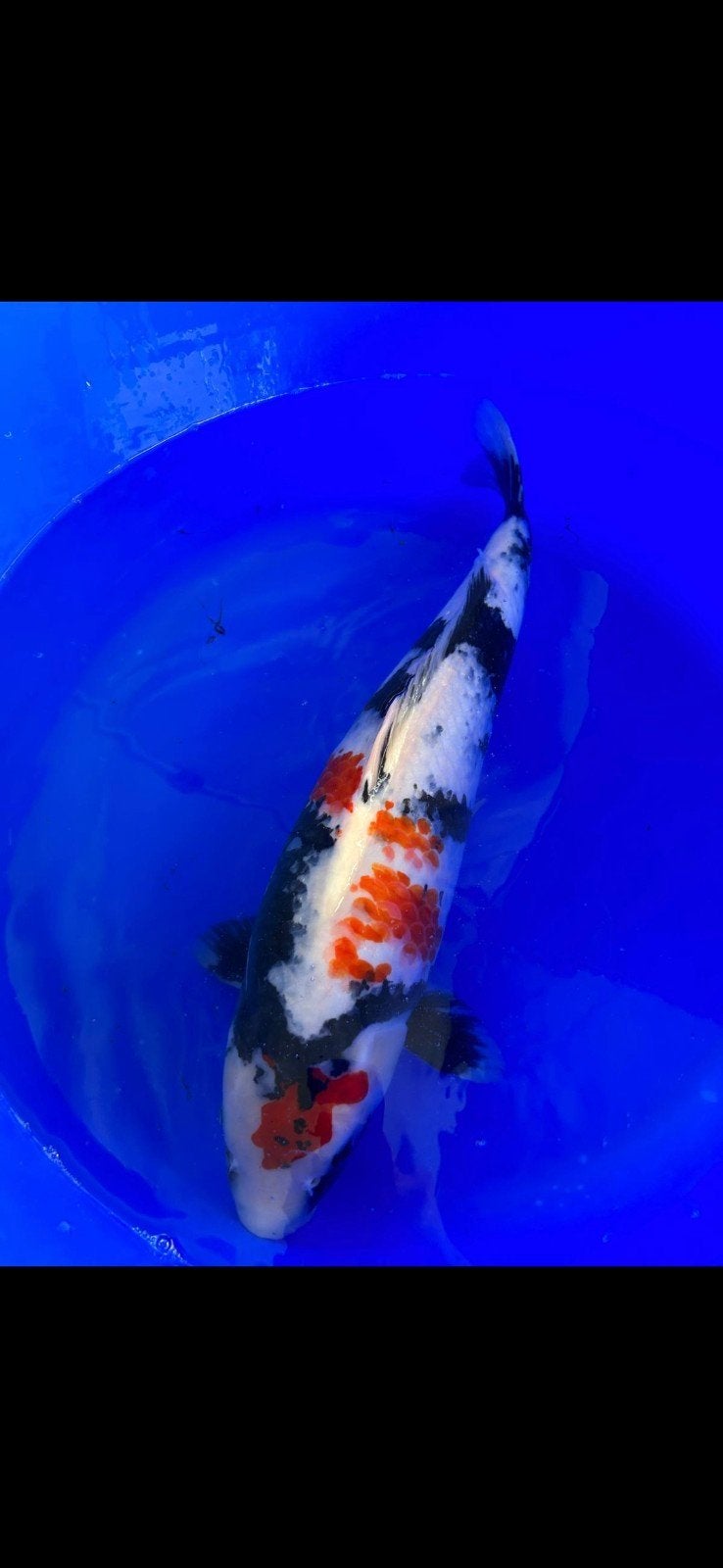 Showa, Karper of Koi