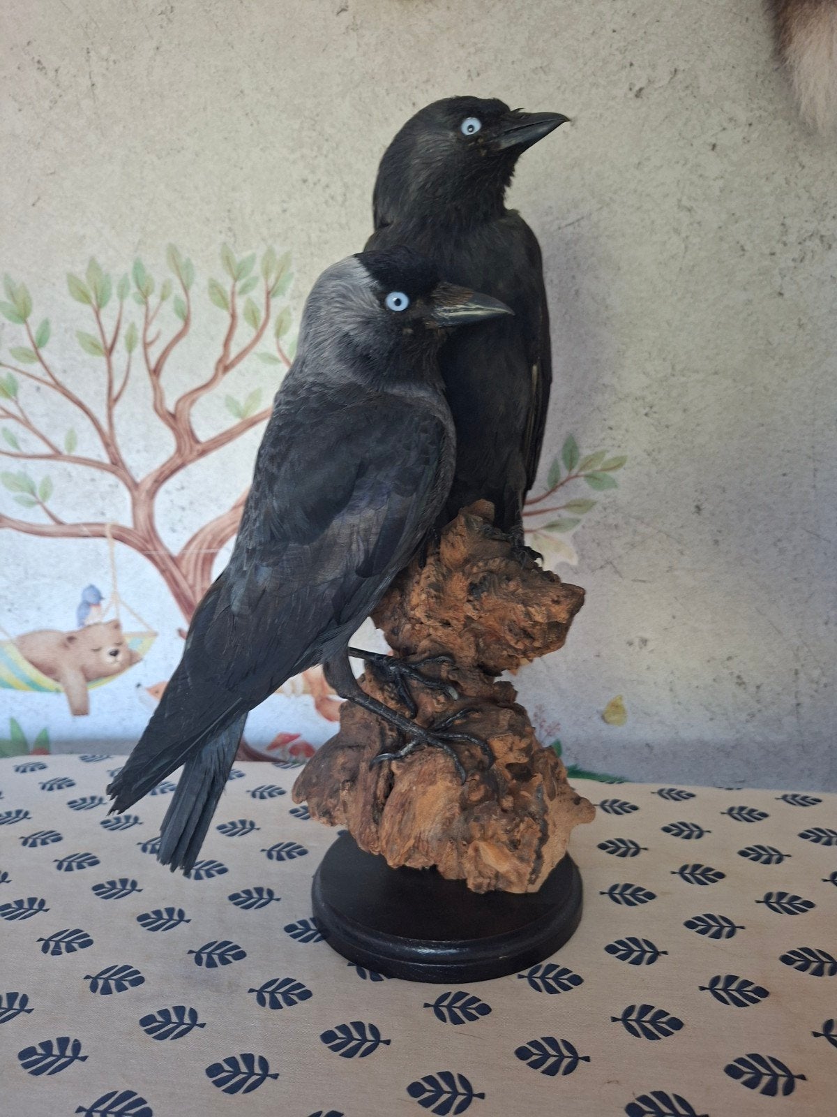 Opgezette Kauwen - Uniek Decoratiestuk, Verzamelen, Ophalen, Nieuw, Vogel, Opgezet dier