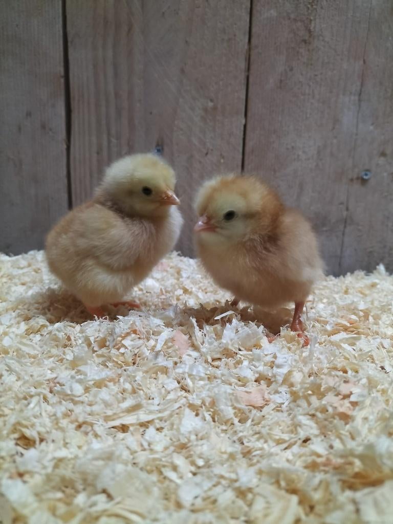 bruine legkip kuikens hennen, Dieren en Toebehoren, Vrouwelijk, Kip